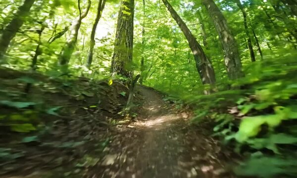 The camera flies along a forest road in a beautiful green forest among trees