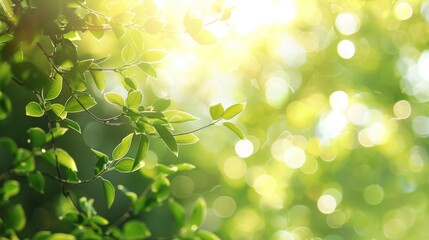 Sunlight Through Green Leaves