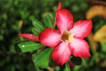 Red flower Adenium obesum with bokeh green background