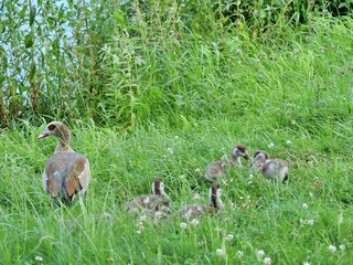 ducks with ducklings
