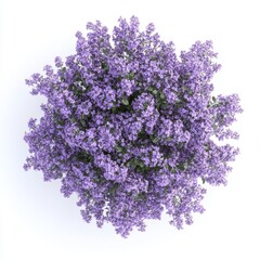 Syringa vulgaris flowering on black background in 3D