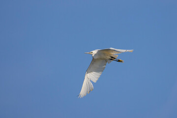 Great white egret in the blue sky