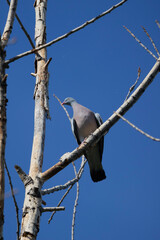 The Common Wood Pigeon (Columba palumbus) is a widespread bird species found across Europe and Asia, known for its gentle cooing call and distinctive white markings on its neck.