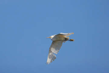 Great white egret in the blue sky