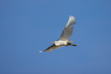 Great white egret in the blue sky