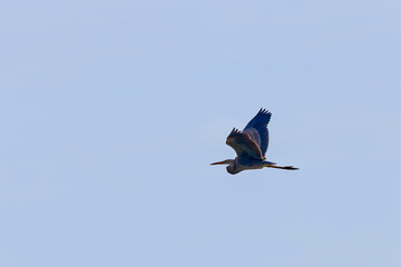 Purple heron or Ardea purpurea large bird flying in blue sky on countryside