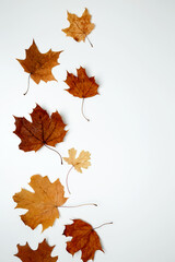 Fototapeta premium Golden orange autumn leaves of maple tree on white background. Top view. Copy space