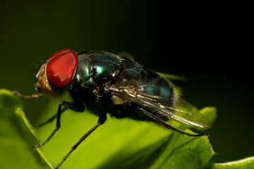 Close-up macro photograph of a housefly with vivid red eyes perched on a green leaf in natural light.