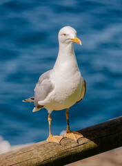 PORTRAIT OF A SEAGULL