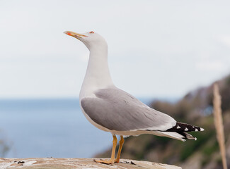 PORTRAIT OF A SEAGULL
