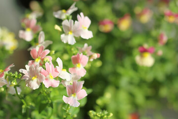 Obraz premium pink flowers in the garden