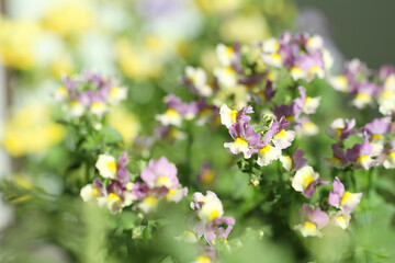 purple flowers in the garden