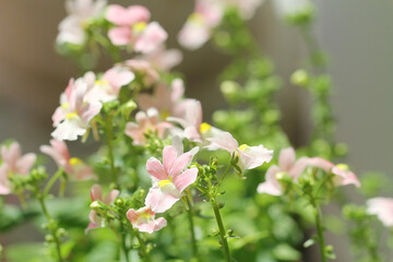 pink flowers in the garden