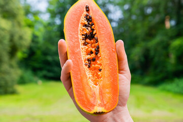 A man holds one half of a papaya cut in half. The fruit of the melon tree.