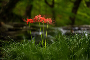 Summer view of four Red Spider Lily with red flowers and green stems against creek of Seonunsa Temple near Gochang-gun, South Korea
