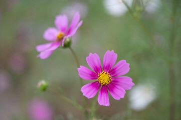 Close-up and autumnal view of two cosmos flowers with pink petals at Banwol-ri near Miryang-si, South Korea
