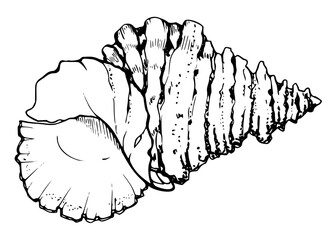 Marine life, sea ocean underwater creatures fish, shells algae seaweed, Ink and pen sketch hand drawn. Single object illustration, stylized, isolated on white. Zoo shop, aquarium, cosmetics, resort