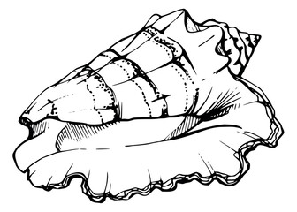 Marine life, sea ocean underwater creatures fish, shells algae seaweed, Ink and pen sketch hand drawn. Single object illustration, stylized, isolated on white. Zoo shop, aquarium, cosmetics, resort