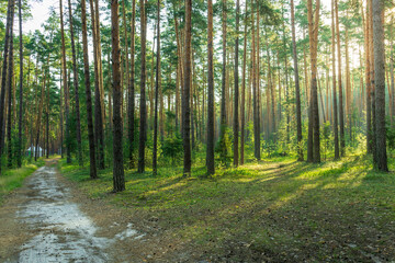 Sunlight filters through the tall pines, casting long shadows on the forest floor as a dirt path winds its way through the woods.