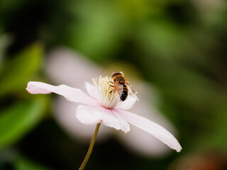 little bee on a flower
