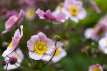 Obraz premium anemone flowers in the garden, summertime