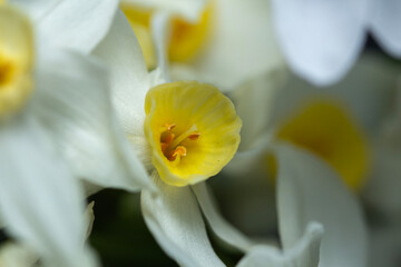 Obraz premium closeup of daffodils growing in spring