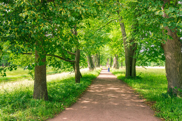 A single person walks along a dirt path through a forest, with the sun shining through the dense canopy of green trees, casting dappled shadows on the path below.