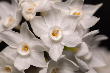beautiful and fresh daffodils during spring months in Adelaide, South Australia