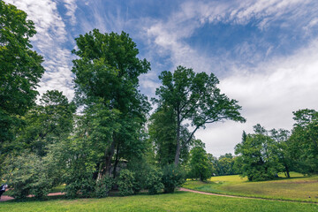 Fototapeta premium A park with a lot of trees and a clear blue sky