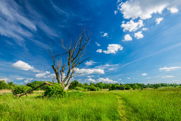 Fototapeta premium Lonely dead tree in the early summer meadow/grassland, Hungary. Art of nature.