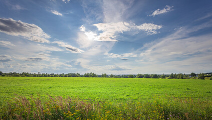 A large field of grass with a clear blue sky above