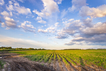 A field of crops with a cloudy sky in the background