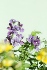 Fototapeta premium purple flowers on green background