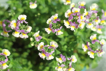 purple flowers in the garden