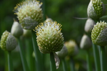 Nature’s Artistry: Blooming Onion in Full Bloom
