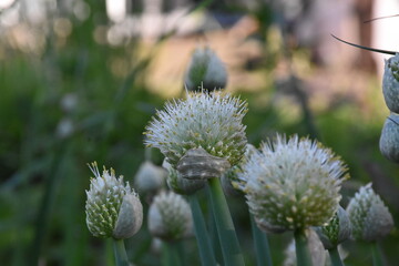 Nature’s Artistry: Blooming Onion in Full Bloom
