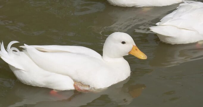 Close up of a domestic duck (Anas platyrhynchos domesticus) floating on a pond.
