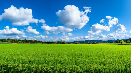 Obraz premium 夏空の稲田の風景