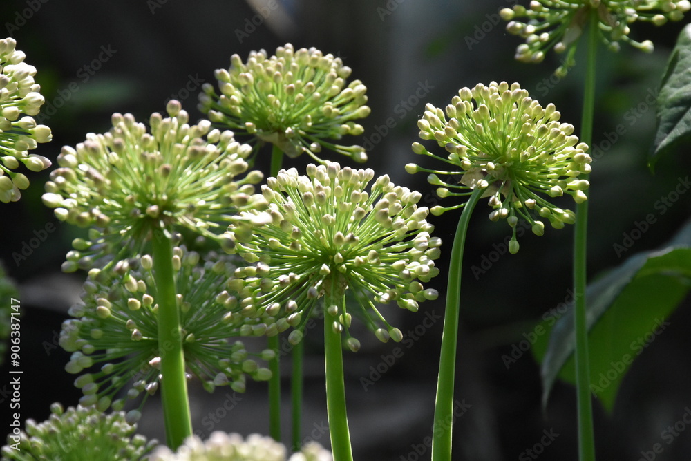 Wall mural stunning display: blooming allium in full glory