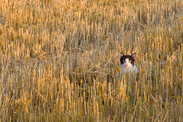 a cat is hiding in the mown wheat in the agricultural field