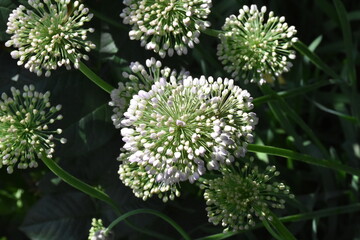 Stunning Display: Blooming Allium in Full Glory
