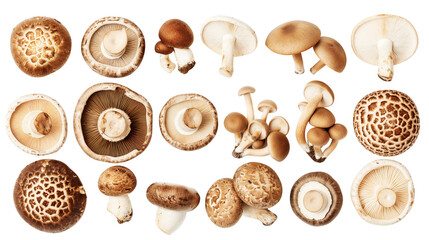 Tasty raw mushrooms collection on transparent