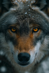 Obraz premium Wolf wallpaper. Wolf poster