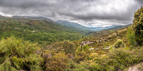 The wild and rugged maquis covered landscape of the interior of Corsica near Fozzaninco covered in wild flowers and herbs with mountains in the distance