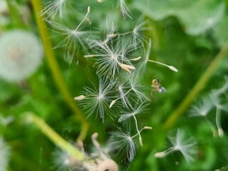 Whispers of Nature: Fluffy Dandelion in the garden