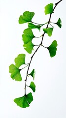 Naklejka premium Ginkgo biloba leaves on white background. ginseng herbal medicine