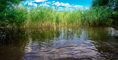 Reed belt surrounding a dark water surface in the foreground of a lake under a blue sky