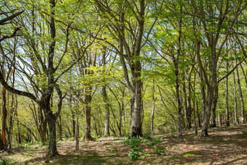 Obraz premium 気持ちいい新緑の森をハイキング