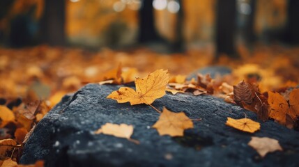 Single Fallen Leaf on a Gray Rock in a Forest