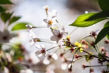 Close-up image of blooming almond tree branch, beautiful white almond flowers in bloom at sunset, blossoming almond tree in spring, spring flowers